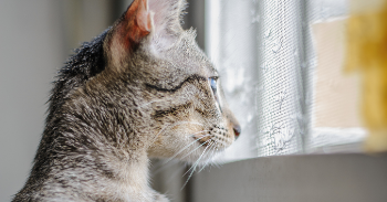 猫瘟自救用什么药