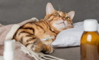 猫咪心丝虫病的症状是什么