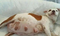 狗狗腹部变大不吃饭是假孕还是子宫蓄脓