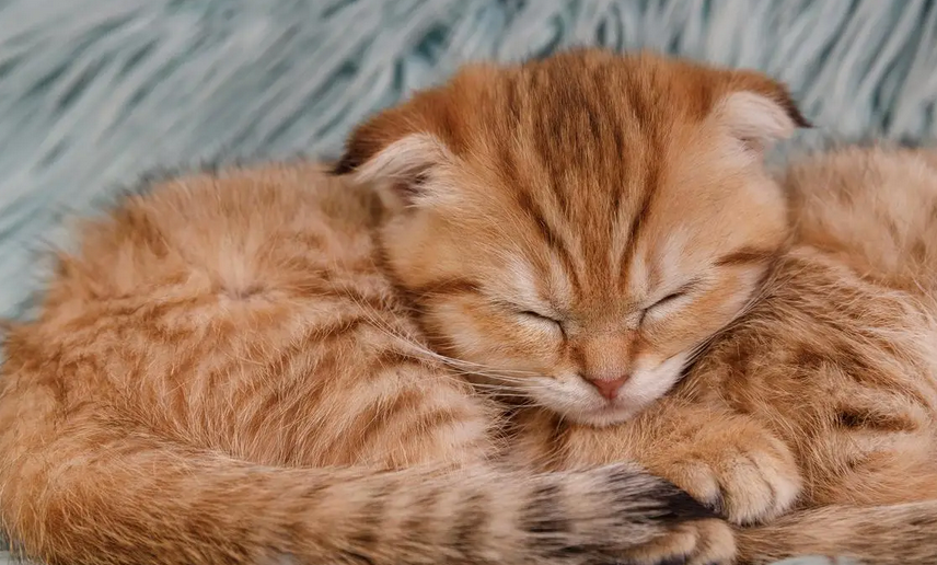 刚到家小猫流鼻涕怎么办吃什么药 刚到家小猫流鼻涕怎么办吃什么药