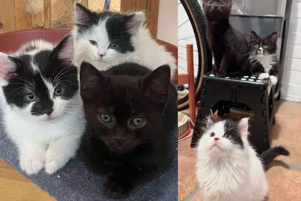 流浪猫妈孕期被救,生下五仔还收养一只孤儿 流浪猫妈孕期被救,生下五仔还收养一只孤儿