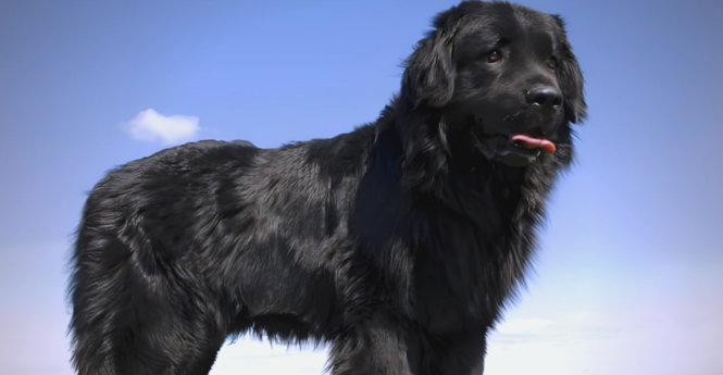 美国水猎犬：寿命、性格与智商的全面解析