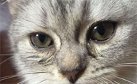猫咪眼睛分泌物多怎么办