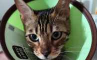 猫心丝虫会传染给其他猫吗