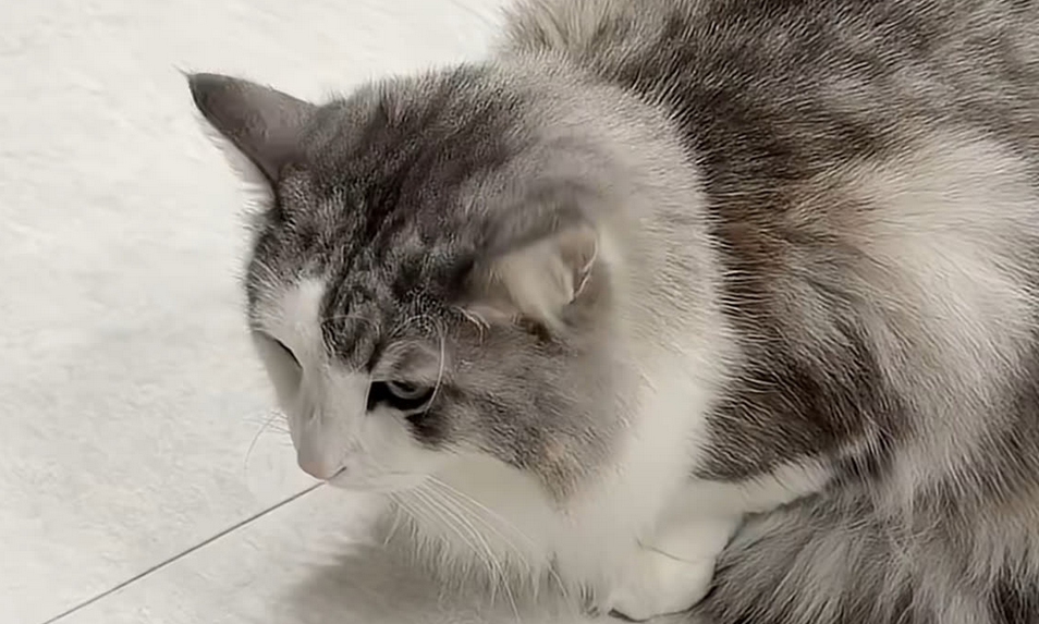 猫杯状病毒会自愈吗