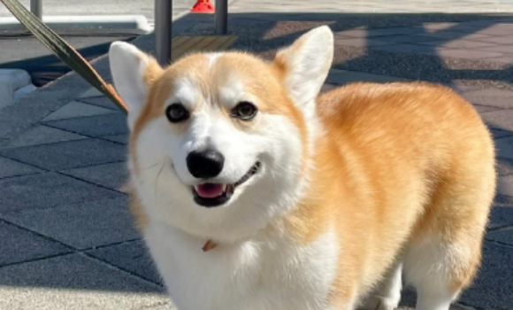 狗狗肺炎会传染人吗