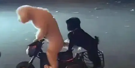 两只宠物狗骑电动车上路,交警回应 两只宠物狗骑电动车上路,交警回应