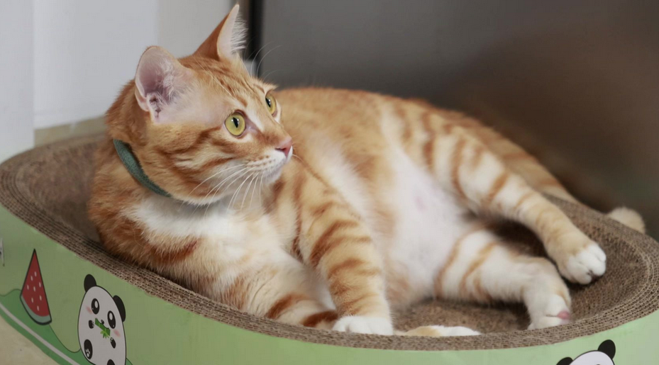 猫咪骨折了怎么治疗 猫咪骨折了怎么治疗