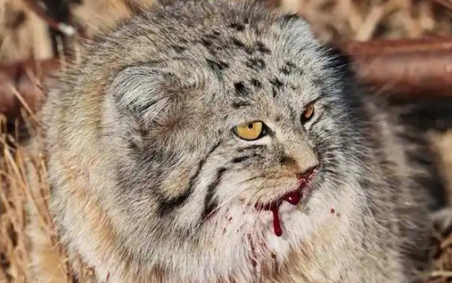 顶级保护动物兔狲被咬死,35%的猎杀竟来自家犬 顶级保护动物兔狲被咬死,35%的猎杀竟来自家犬