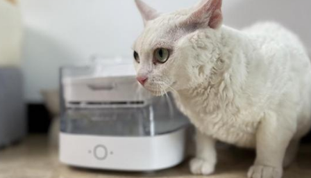 宠咕咕：从慢动作喂鸟器到尿检猫砂盆，全球巨头押注预防性养宠！