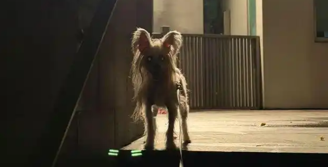 物业寻狗画风诡异,业主嘲笑“像鬼一样”,看到本尊后沉默了 物业寻狗画风诡异,业主嘲笑“像鬼一样”,看到本尊后沉默了