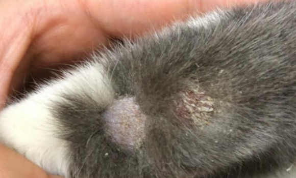 猫藓怎么治最有效