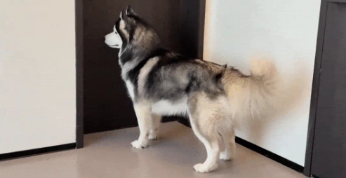 男子带哈士奇去“挑衅”老婆，下一秒关门跑路，二哈：你是真狗，我是真惨！ 