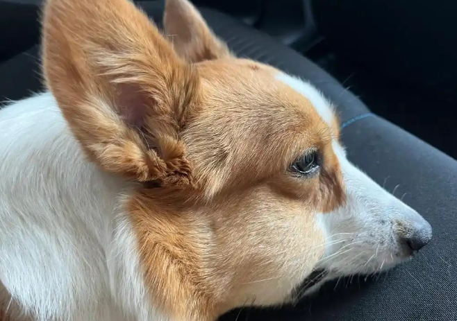 狗狗淋巴结肿大反复怎么办？