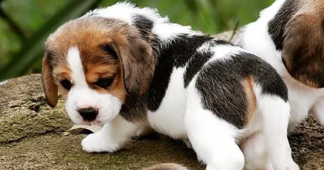 奶狗的智商：先天基因与后天养育的影响