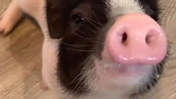 家有萌宠小香猪：新手铲屎官必备指南