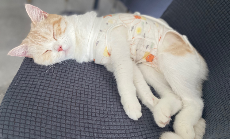 母猫六个月绝育会不会太早