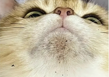 猫咪下巴有黑色颗粒和红色包怎么治疗? 猫咪下巴有黑色颗粒和红色包怎么治疗?
