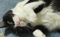 小猫私密处流乳白色脓液怎么办