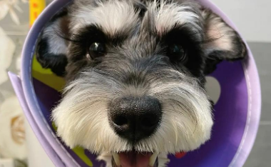 狗绝育麻醉过敏是什么样的