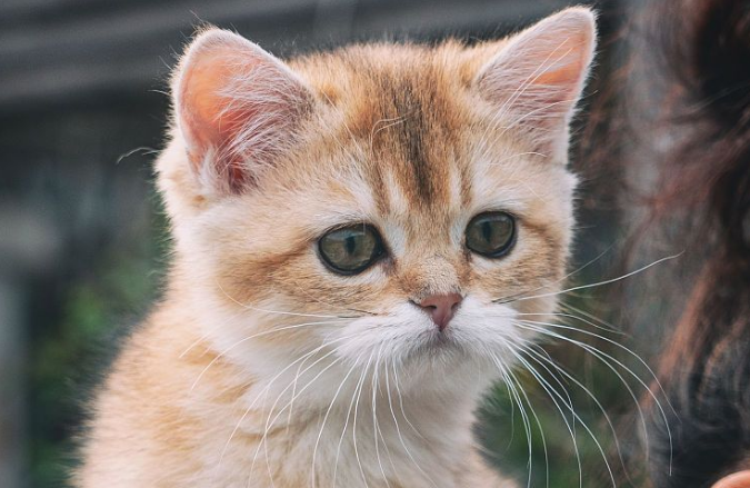 金渐层猫掉毛怎么办?3步科学护理，告别大块脱落!