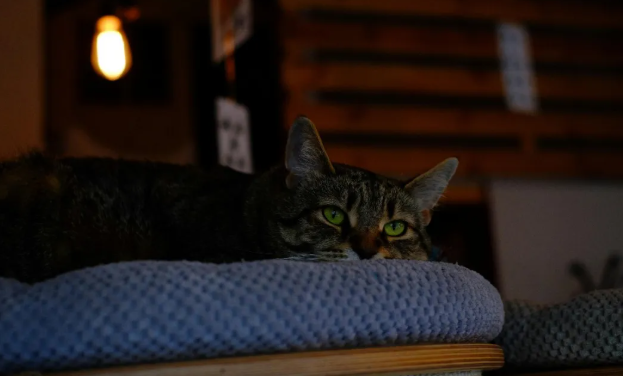 为什么说宠物即时零售是战略渠道，而不是渠道补充？