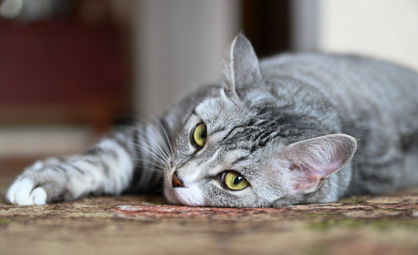 猫咪流口水是什么病的前兆 猫咪流口水是什么病的前兆