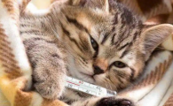 猫咪膀胱炎症状及治疗方法有哪些