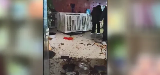 晋江一宠物店停业,14只小狗被困,奄奄一息… 晋江一宠物店停业,14只小狗被困,奄奄一息…