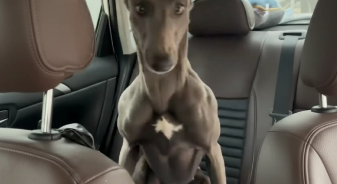 灵缇犬误闯私家车,那一身腱子肉看呆车主 灵缇犬误闯私家车,那一身腱子肉看呆车主