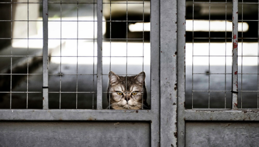 IPO前夕连融两轮2.05亿元，源飞宠物“突击”进场