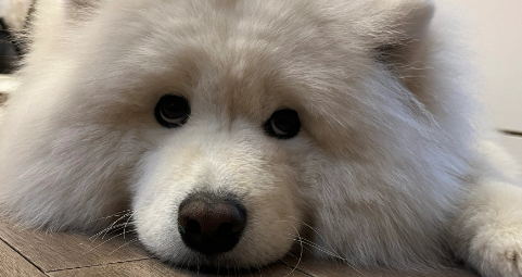 狗尿道上有个红色肉球怎么回事