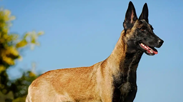 养捷克狼犬前必看！10大忠告让你避开90%的坑