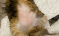 猫传腹抽腹水好吗