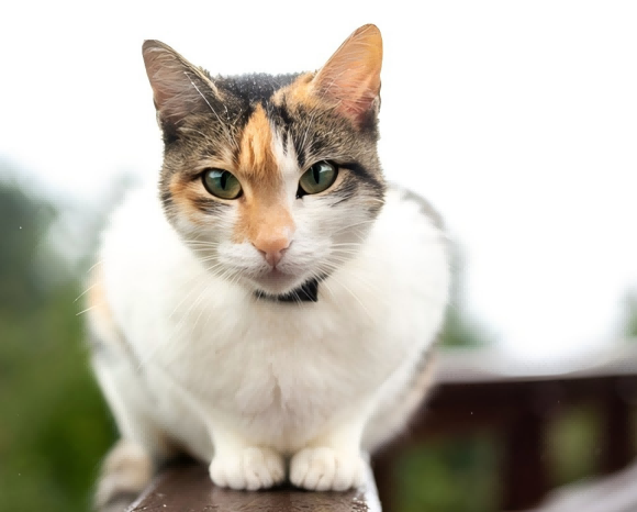 养猫妙招全攻略：从科学喂养到行为引导，专家手把手教你打造安心猫宅