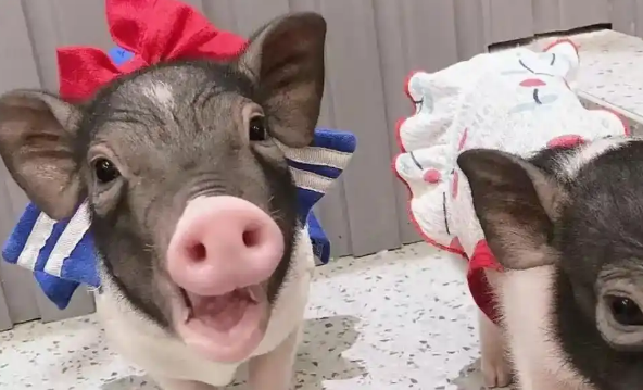 家有萌宠小香猪：新手铲屎官必备指南