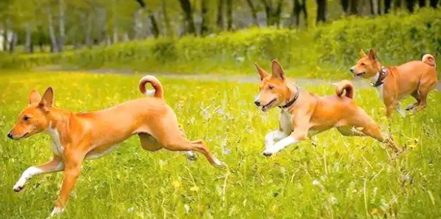 巴仙吉犬性格怎么样?外向顽皮易和人接触 巴仙吉犬性格怎么样?外向顽皮易和人接触