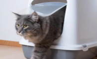 猫拉血尿是什么原因