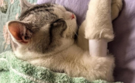 猫咪肺水肿怎么引起的