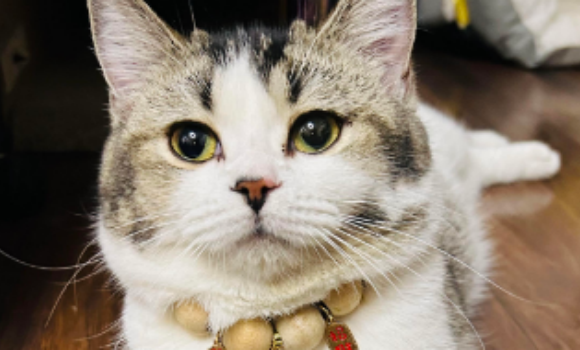 猫猫肾病怎么治疗 猫猫肾病怎么治疗