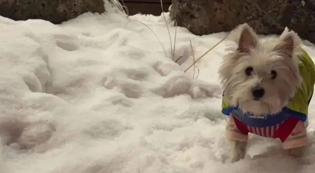 狗子第一次见到雪,在雪地里玩疯了,狗:冻死也要玩 狗子第一次见到雪,在雪地里玩疯了,狗:冻死也要玩