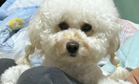 狗血液寄生虫用什么药 狗血液寄生虫用什么药