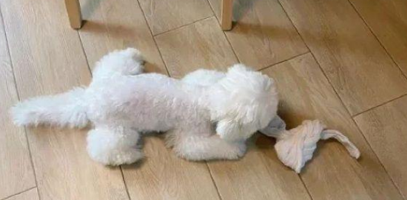 狗狗天天苦练一字马，体检发现蛋蛋风险，主人火速送它绝育