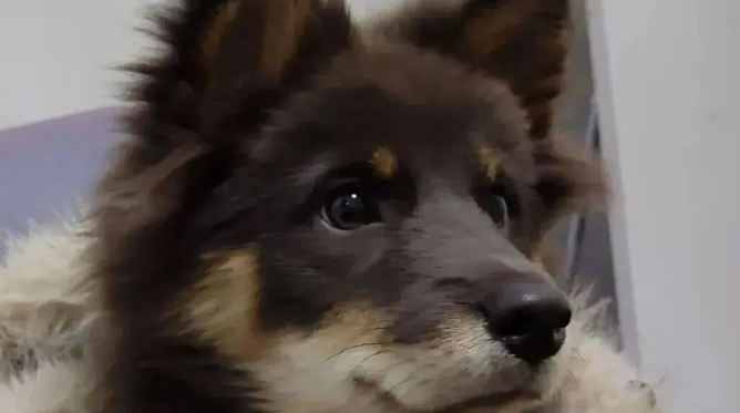 家里的土松小时候长得像小熊，但长大后……帅炸了