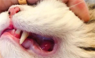 猫有口臭是什么原因引起的