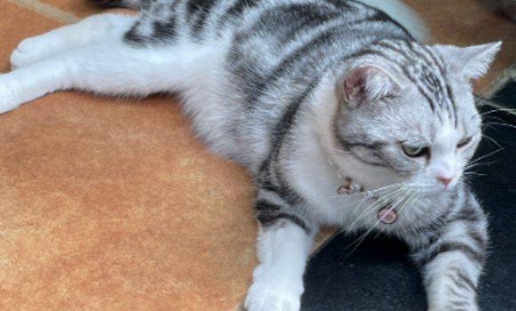 猫肥胖症会有什么症状