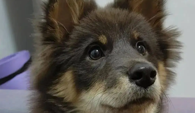 家里的土松小时候长得像小熊，但长大后……帅炸了