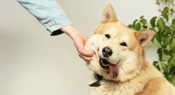 为什么说宠物医疗健康服务，要推开高端细分市场的“窄门”？