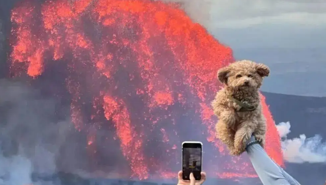 主人带狗子去夏威夷看火山爆发，但是……你倒是让它看啊