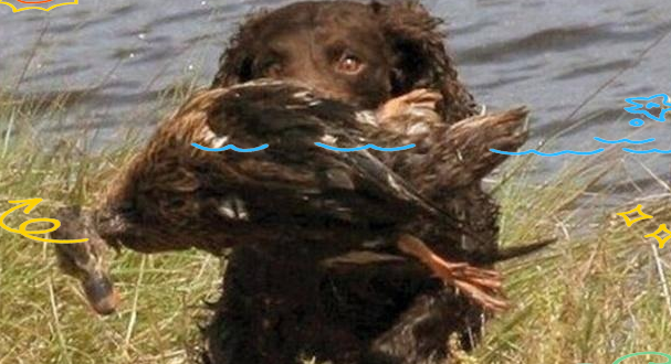 美国水猎犬：外貌似泰迪，却拥有超级强悍的猎犬能力